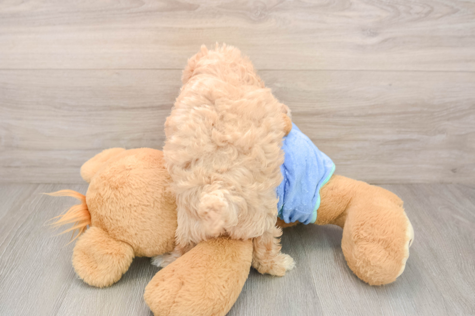 Playful Malt a Poo Poodle Mix Puppy