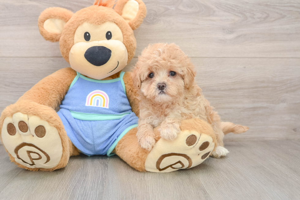 Happy Maltipoo Baby