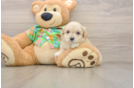 Small Maltipoo Baby