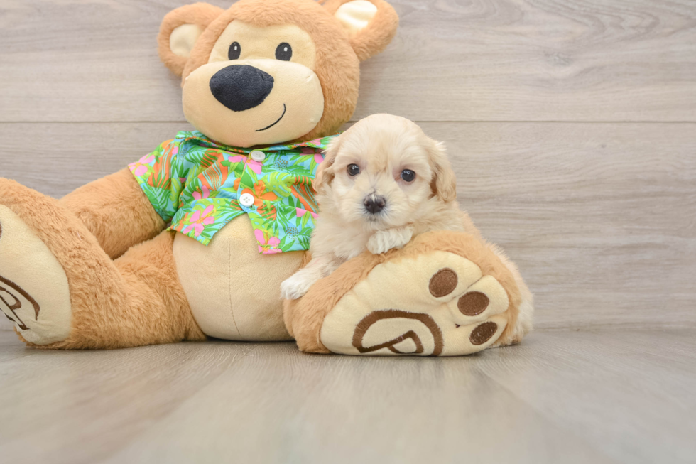 Small Maltipoo Baby