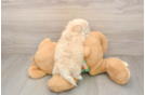 Fluffy Maltipoo Poodle Mix Pup