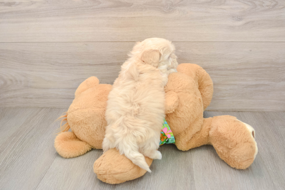 Fluffy Maltipoo Poodle Mix Pup
