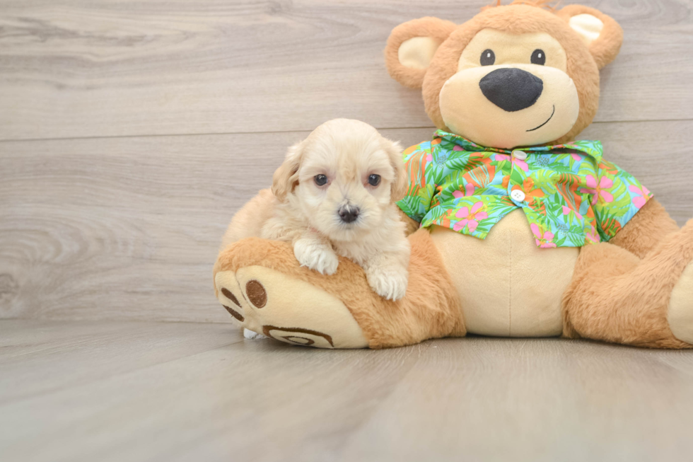 Maltipoo Pup Being Cute