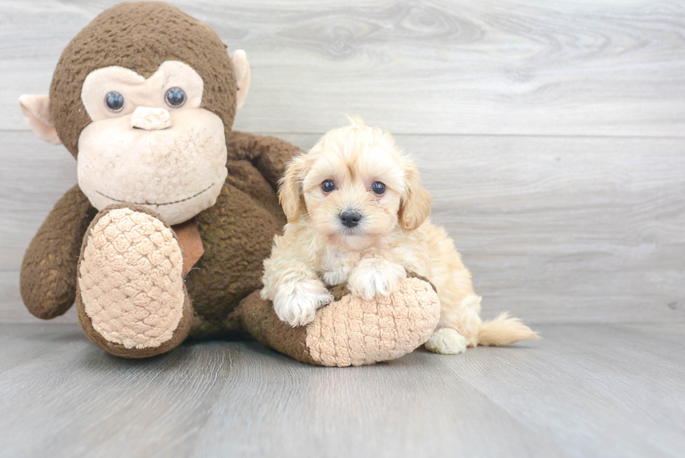 Energetic Maltepoo Poodle Mix Puppy