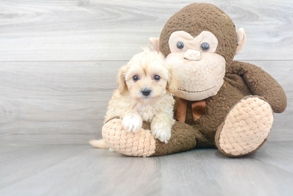 Fluffy Maltipoo Poodle Mix Pup