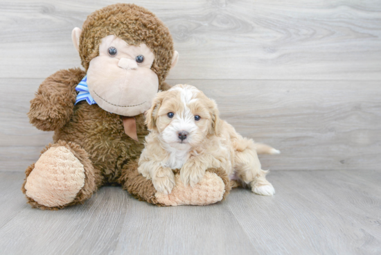 Maltipoo Puppy for Adoption