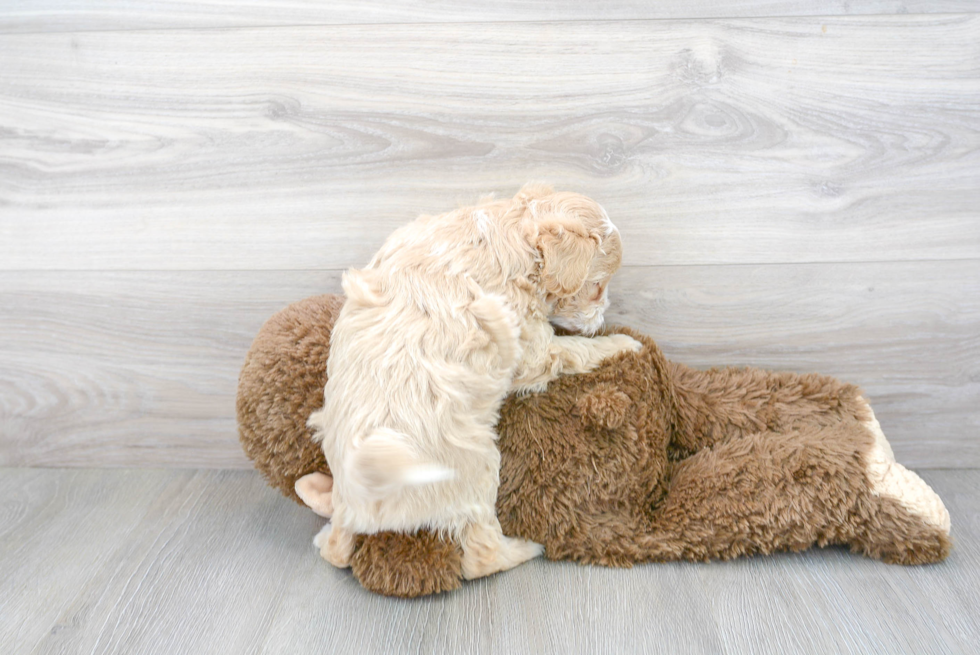 Maltipoo Puppy for Adoption