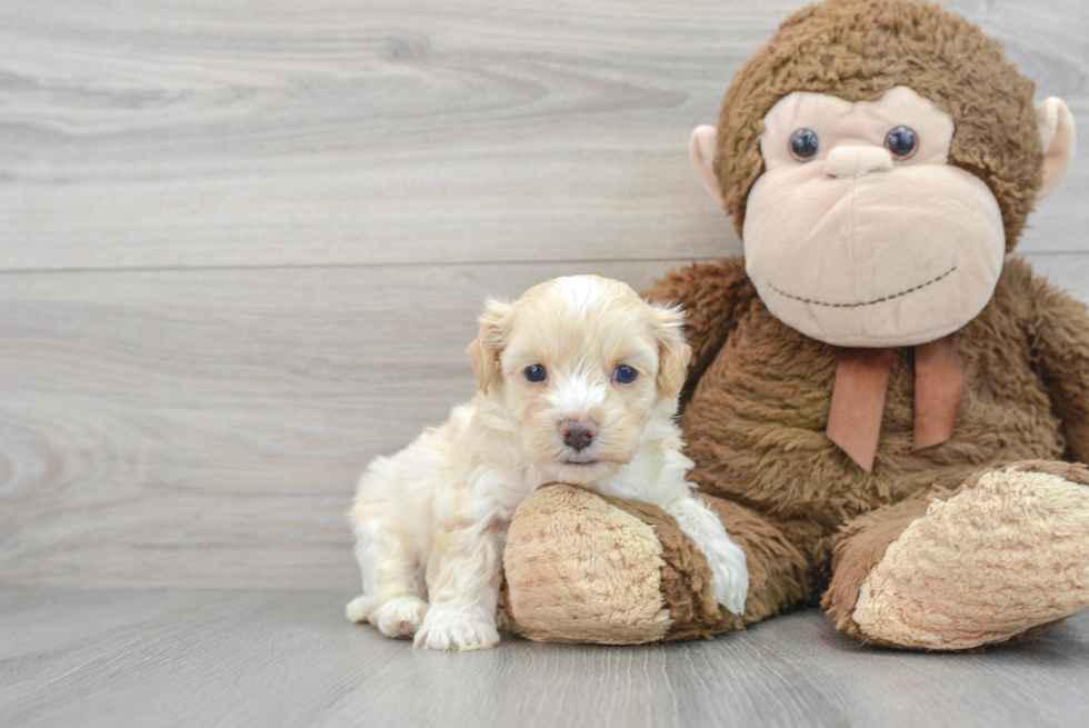 Best Maltipoo Baby