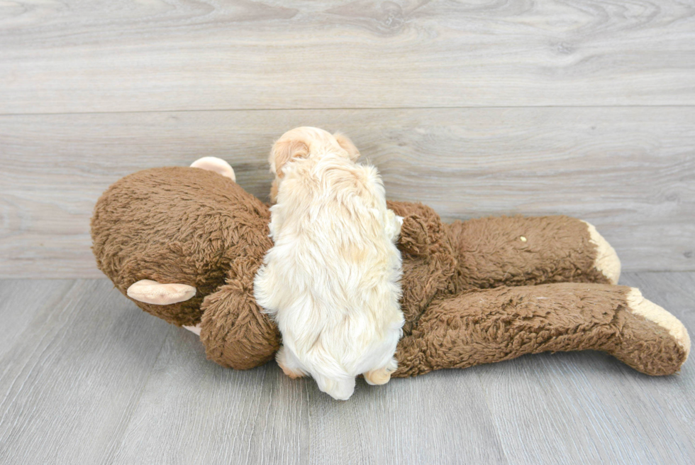 Maltipoo Pup Being Cute