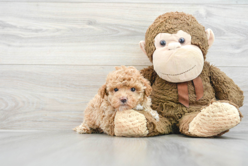 Maltipoo Puppy for Adoption