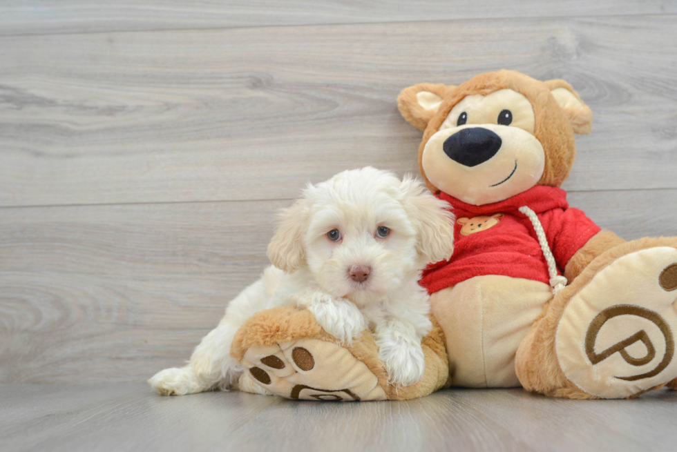 Maltipoo Puppy for Adoption