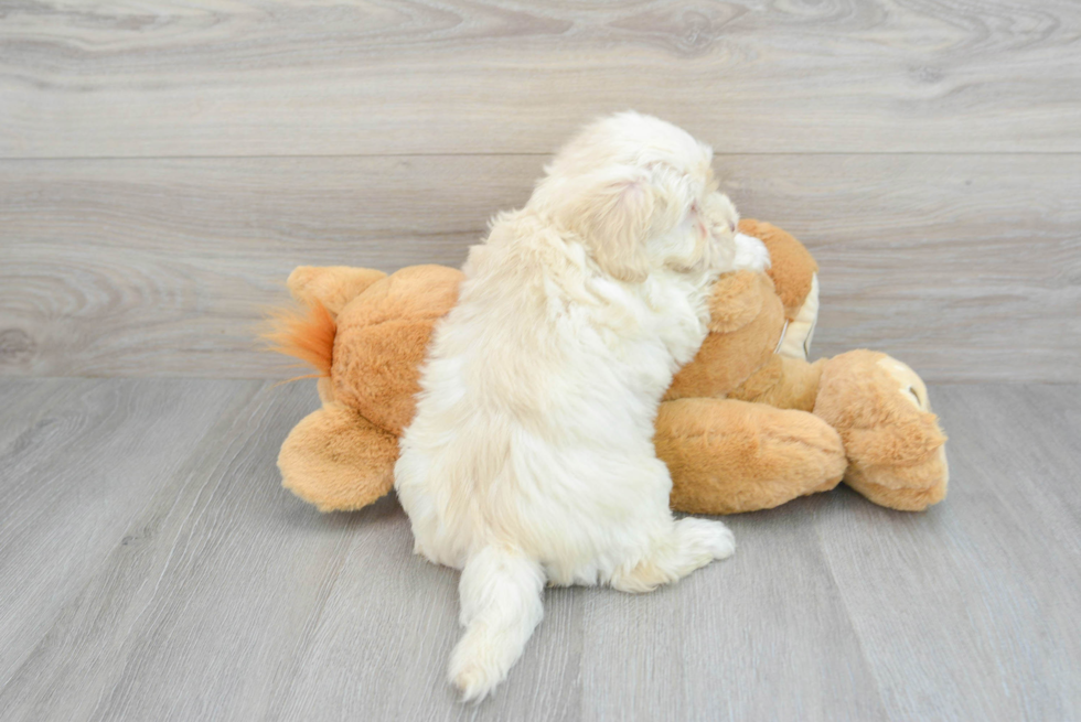 Maltipoo Puppy for Adoption