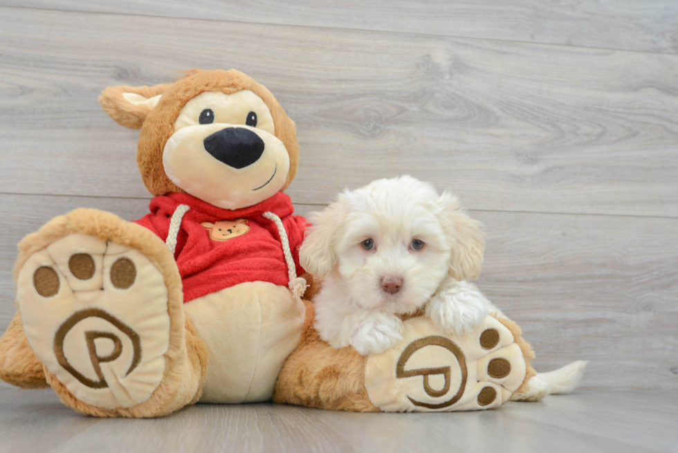 Maltipoo Puppy for Adoption