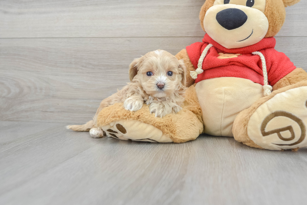 Energetic Maltepoo Poodle Mix Puppy