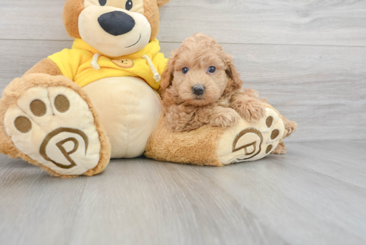 Best Maltipoo Baby