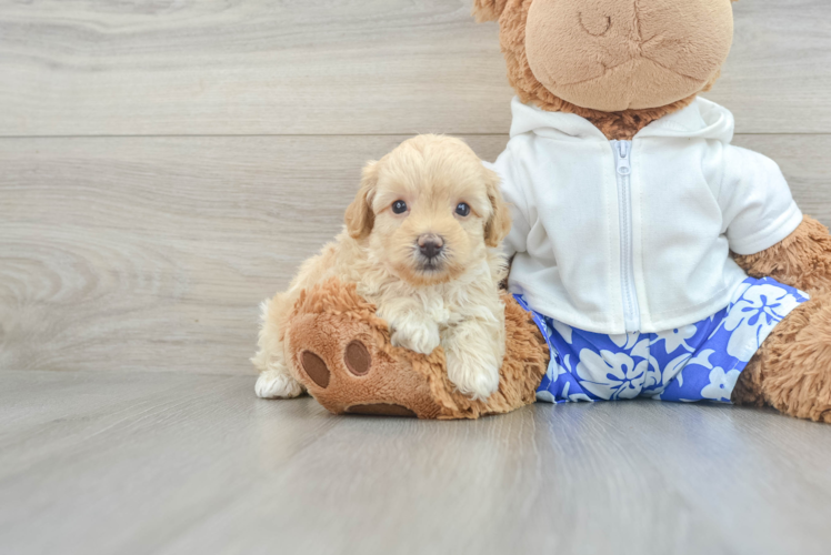 Adorable Maltese Poodle Poodle Mix Puppy