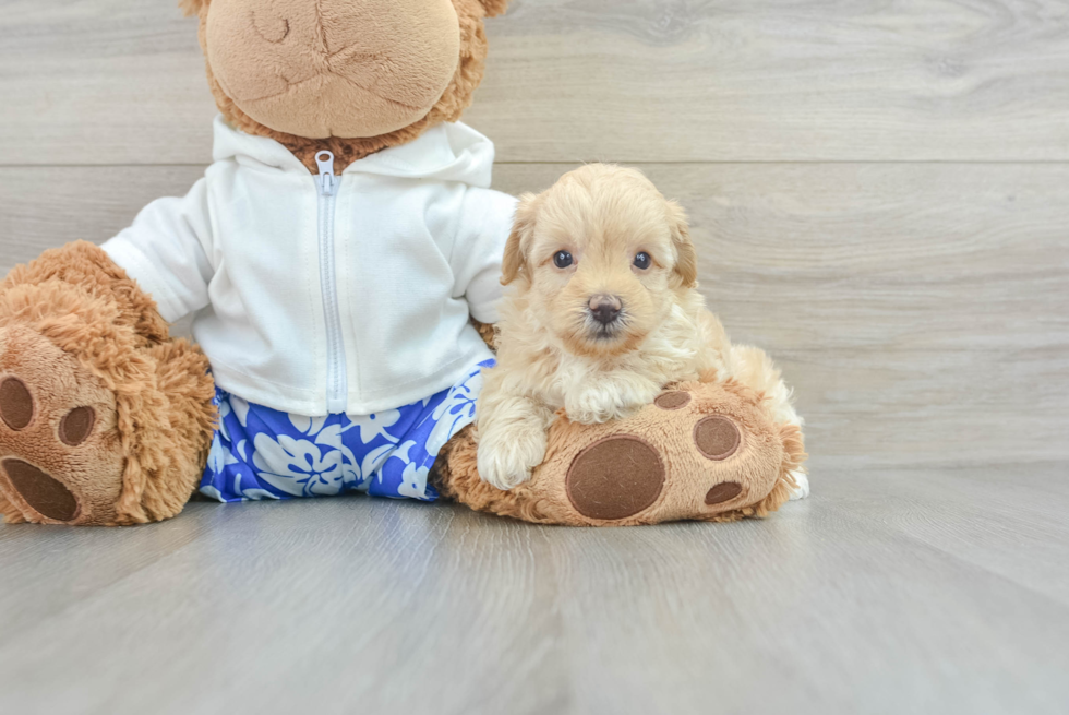 Best Maltipoo Baby