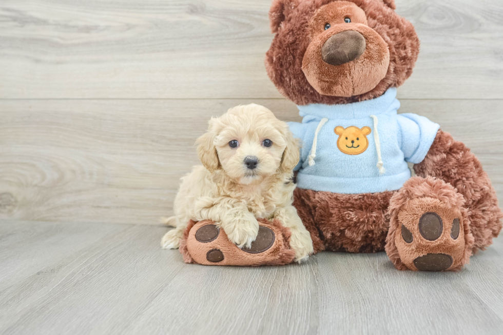 Energetic Maltepoo Poodle Mix Puppy