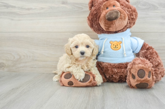 Energetic Maltepoo Poodle Mix Puppy