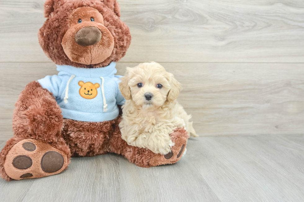 Best Maltipoo Baby