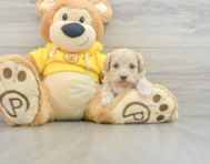 8 week old Maltipoo Puppy For Sale - Premier Pups