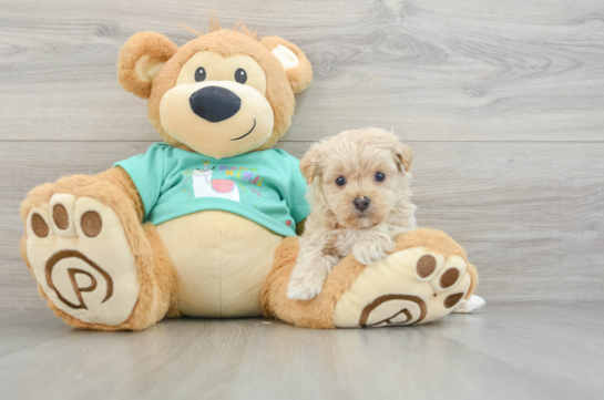 Maltipoo Pup Being Cute