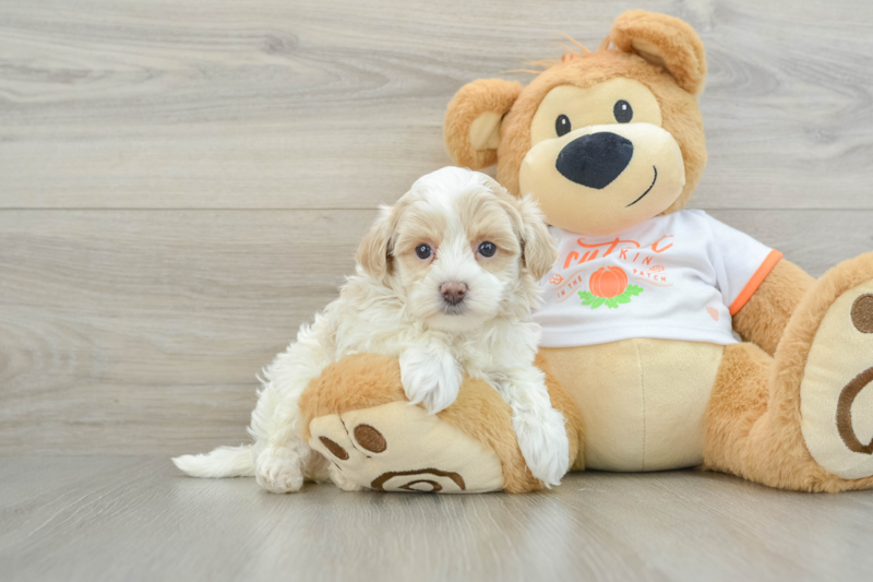 Meet Usain - our Maltipoo Puppy Photo 1/12 - Premier Pups