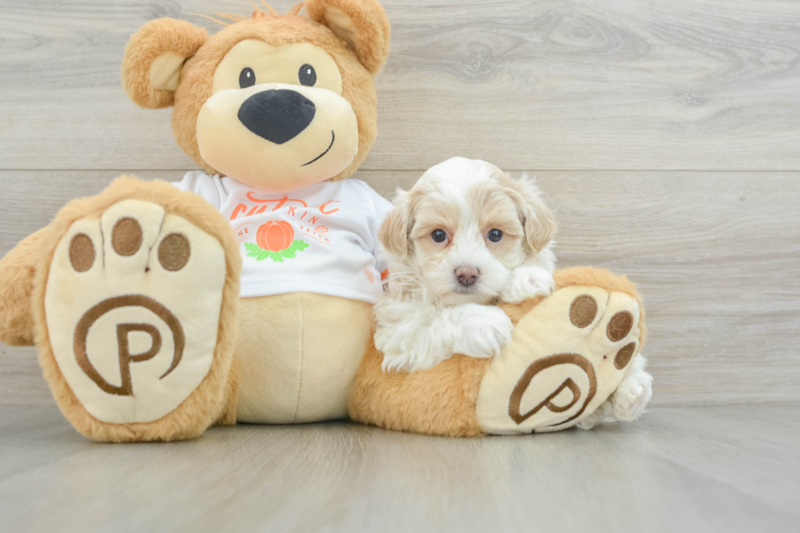 Meet Usain - our Maltipoo Puppy Photo 3/12 - Premier Pups