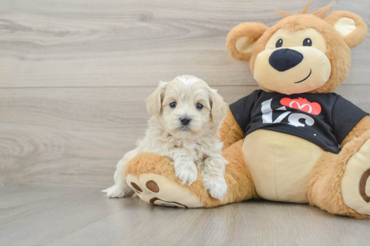 Small Maltipoo Baby