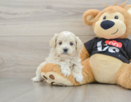 7 week old Maltipoo Puppy For Sale - Premier Pups