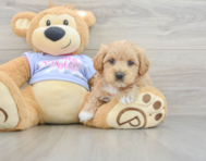 8 week old Maltipoo Puppy For Sale - Premier Pups