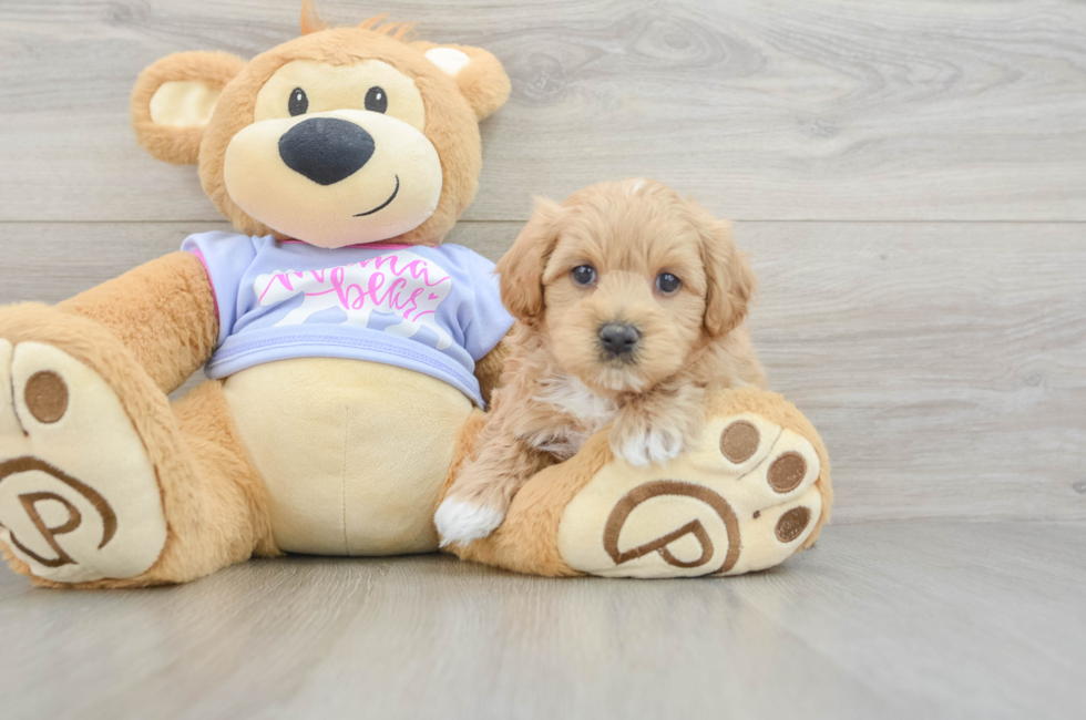 5 week old Maltipoo Puppy For Sale - Premier Pups