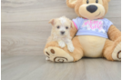 Maltipoo Puppy for Adoption