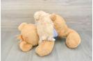 Best Maltipoo Baby