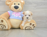 8 week old Maltipoo Puppy For Sale - Premier Pups