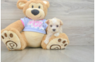 Maltipoo Pup Being Cute
