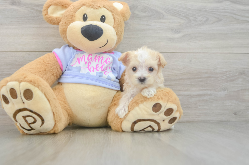 6 week old Maltipoo Puppy For Sale - Premier Pups