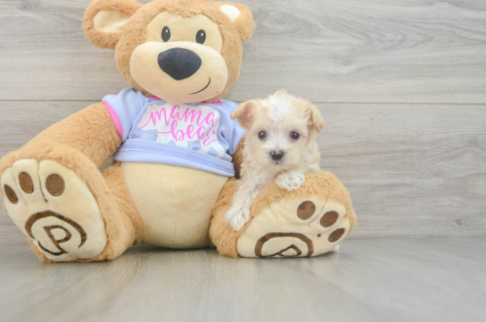 Maltipoo Pup Being Cute