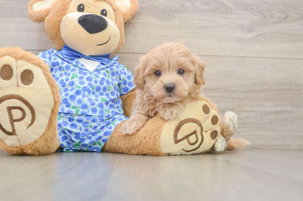 6 week old Maltipoo Puppy For Sale - Premier Pups