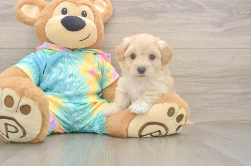 6 week old Maltipoo Puppy For Sale - Premier Pups