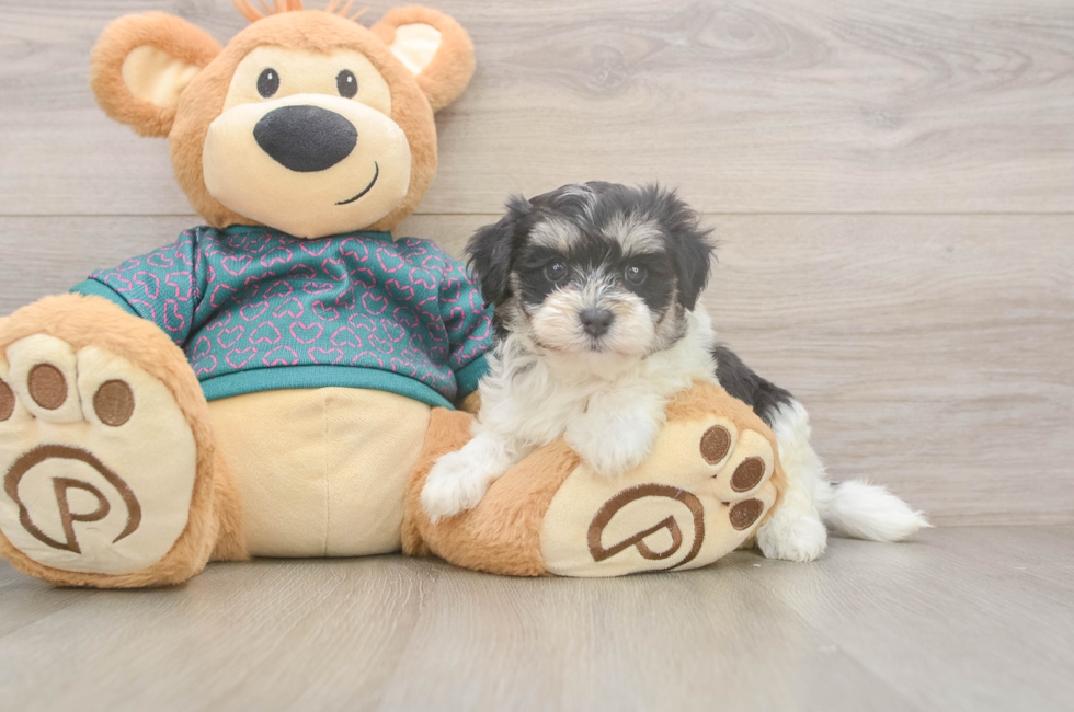 6 week old Maltipoo Puppy For Sale - Premier Pups