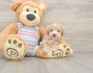 5 week old Maltipoo Puppy For Sale - Premier Pups