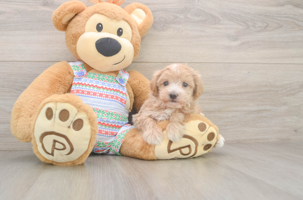 5 week old Maltipoo Puppy For Sale - Premier Pups