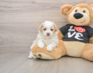 6 week old Maltipoo Puppy For Sale - Premier Pups