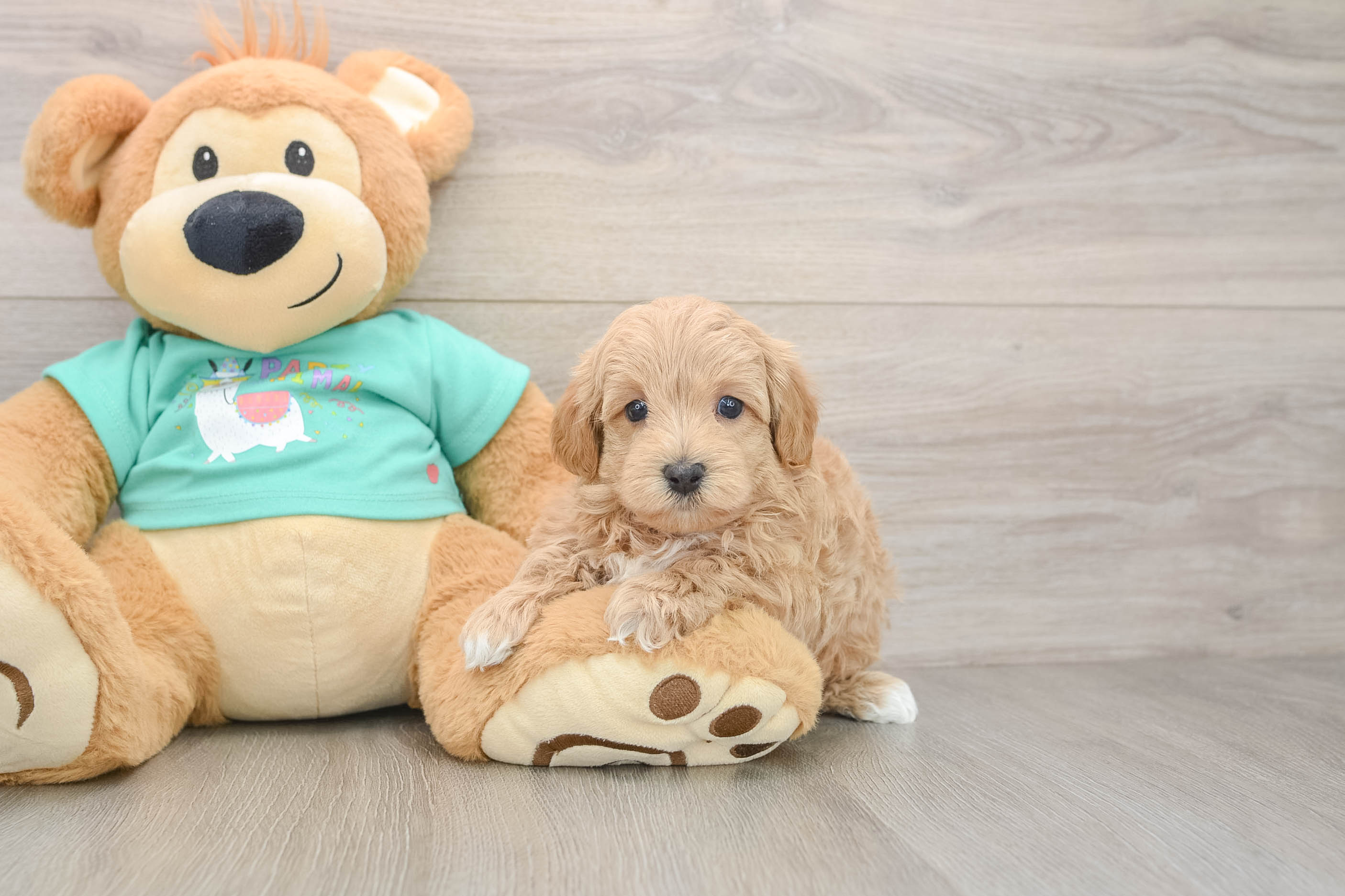 Energetic Moodle Poodle Mix Puppy
