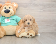 7 week old Maltipoo Puppy For Sale - Premier Pups