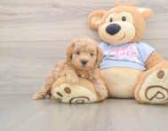 7 week old Maltipoo Puppy For Sale - Premier Pups