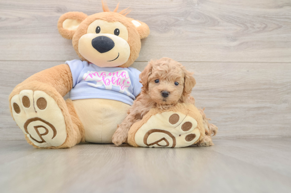 Funny Maltipoo Poodle Mix Pup