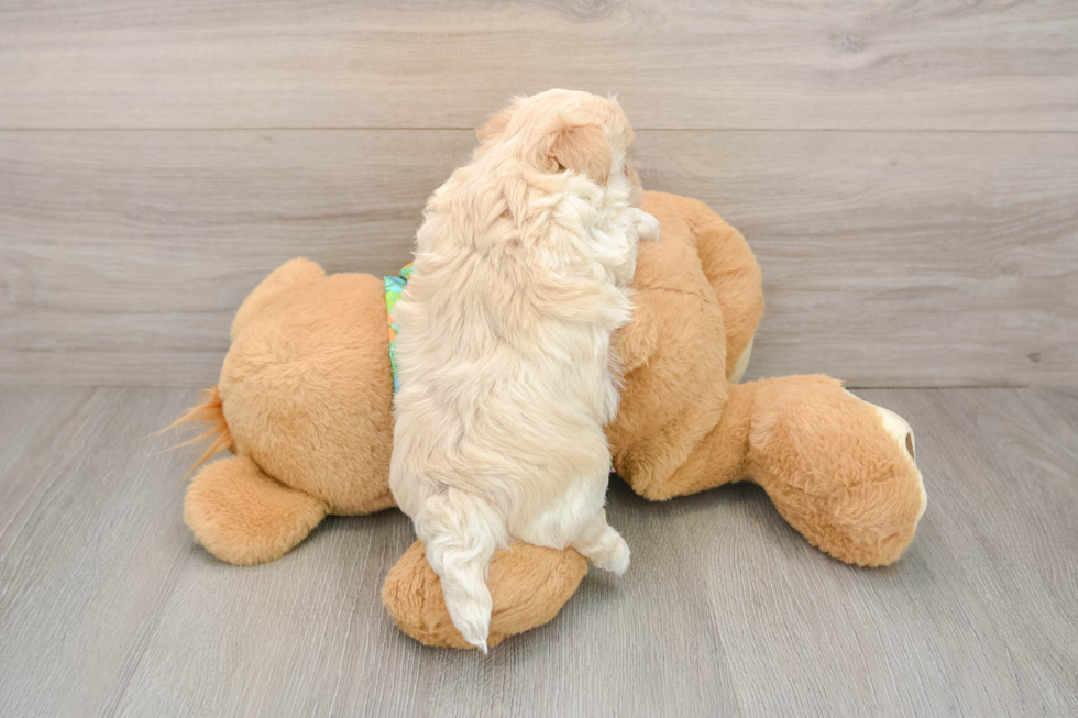 Maltipoo Puppy for Adoption