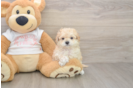 Smart Maltipoo Poodle Mix Pup